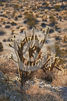 Ganders Cholla Cactus - Cylindropuntia ganderi. Ganders Cholla Cactus (Cylindropuntia ganderi) in the Anza