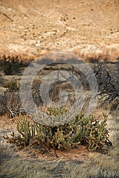 Ganders Cholla Cactus - Cylindropuntia ganderi. Ganders Cholla Cactus (Cylindropuntia ganderi) in the Anza