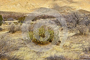 Ganders Cholla Cactus - Cylindropuntia ganderi. Ganders Cholla Cactus (Cylindropuntia ganderi) in the Anza