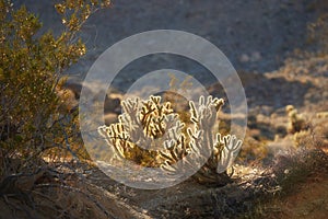 Ganders Cholla Cactus - Cylindropuntia ganderi. Ganders Cholla Cactus (Cylindropuntia ganderi) in the Anza