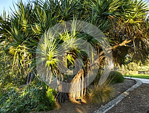 Gandjandjal Tree in Kings Park