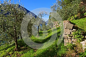 Gandria Sentiero dell olivo on Lake Lugano