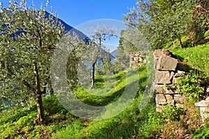 Gandria Sentiero dell`olivo on Lake Lugano