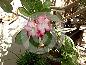 Ganesh champa flower at home garden