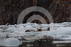 Gang of Alaskan harbor seals lounging on small iceberg