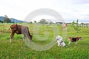 A gang of beagle dog is  guarding a cow which eating grass on the meadow