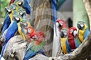 Gang of beautiful colorful macaw parrots roosting on the same timber in zoo