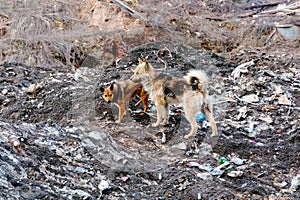 Gang of Dogs at the Dump in the Center of Kazan, Russia
