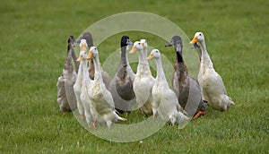 Flock of domestic ducks photo