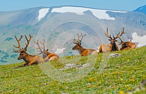 Gang of Elks in Colorado