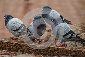 Gang of four serious pigeons
