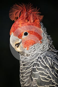 Gang Gang Cockatoo