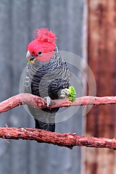 Gang Gang Cockatoo full length