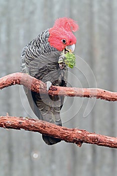 Gang Gang Cockatoo full length