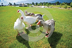 Gang geese attack anger