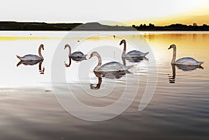 Gang, group of swans at sunrise. Backlight. Warm tones on the water lake. Silhouettes, shadows. Beautiful background