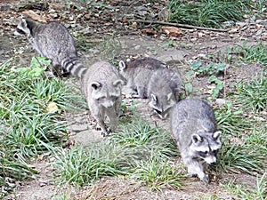 Gang of raccoons (Naturerlebnispark Bilsteintal) photo