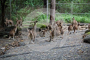 Gang of roos photo