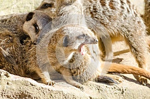 Gang of Short-Tailed Meerkats Huddle Together Sleepily with One