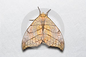 Gangarides dharma moth