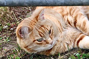 Ganger cat in a field beneath metal gate