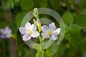 Ganges Primrose,(Asystasia gangetica (L.) T.Anderson photo