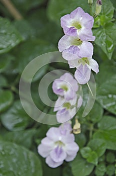 Ganges primrose flowers with small dew drops