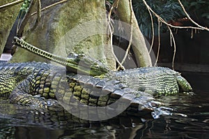 Gangetic gharials