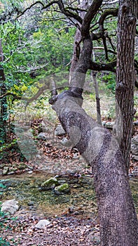 Gangly tree reaching and crossing over small river stream