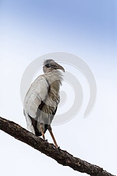 Gangly wood stork Mycteria americana perches high in a pine tree