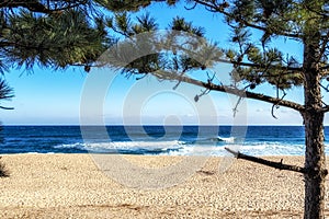 Gangmun beach view with pine tree