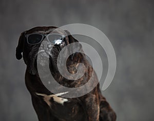 Gangster look of a cute boxer dog sitting