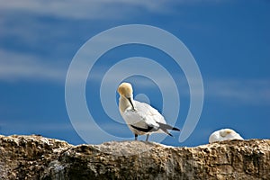 Gannet 01