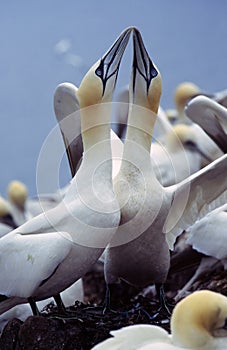 Gannet