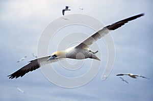 Gannet