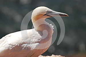 Gannet