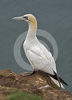 Gannet