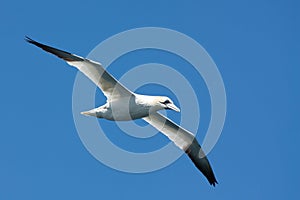 Gannet in the air