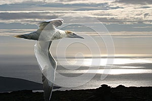 The gannet and the Arctic Ocean. photo