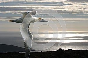 The gannet and the Arctic Ocean.