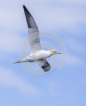 Gannet