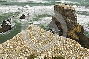 Gannet Bird Colony at Muriwai Beach Auckland New Zealand