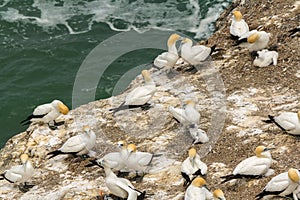 Gannet Bird Colony at Muriwai Beach Auckland New Zealand