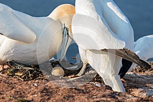 Gannet birds with egg at German Helgoland island