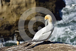 Gannet in Birds island