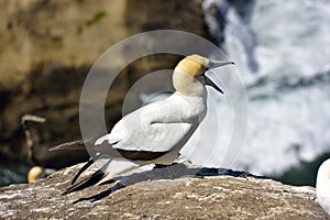 Gannet in Birds island