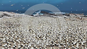 Gannet breeding colony, Bird Island, Lambert's Bay, South Africa