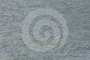 Gannet of the British coast ,at sea, cruising for food.