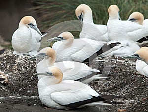 Gannet colony at Muriwai beach