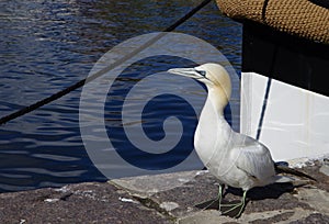 Gannet from Christianso. photo